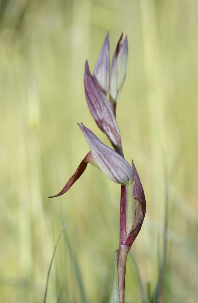 Serapias parviflora e ibridi (Mugello)